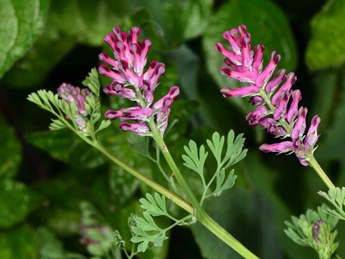 fumitory