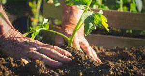 مراقبت از گیاهان