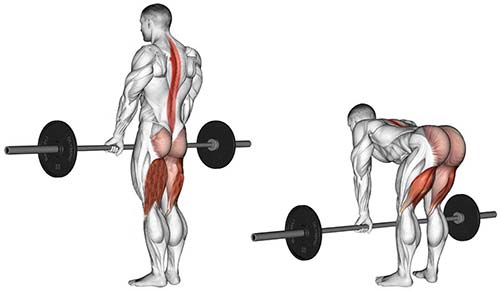 سلامتی ددلیفت با هالتر